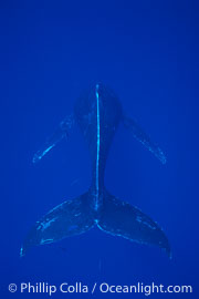 Whale Singing Photo, Whale Singing Photos, Phillip Colla Natural 