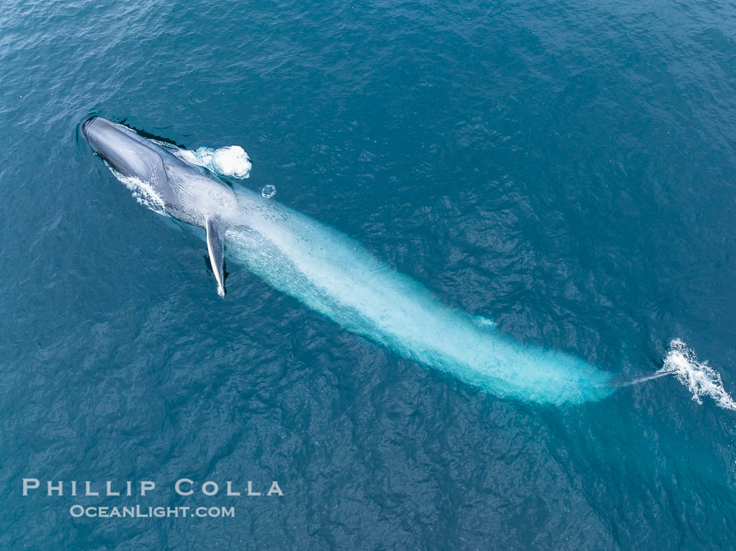 Aerial photo of blue whale near San Diego as it swims on its side turning and blows a bubble of air out of its blowhole. This enormous blue whale glides at the surface of the ocean, resting and breathing before it dives to feed on subsurface krill. California, USA, Balaenoptera musculus, natural history stock photograph, photo id 39427