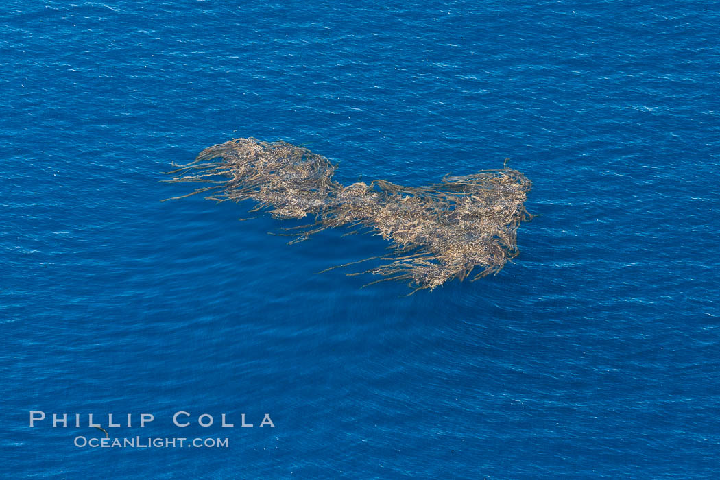 Aerial photo of kelp paddy, drift kelp, Pacific Ocean, Macrocystis