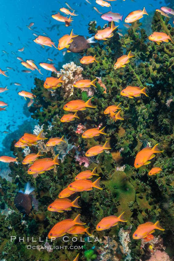 Anthias fish school around green fan coral, Fiji. Bligh Waters, Pseudanthias, natural history stock photograph, photo id 34956