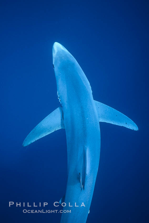 Blue shark, Baja California. Mexico, Prionace glauca, natural history stock photograph, photo id 04851