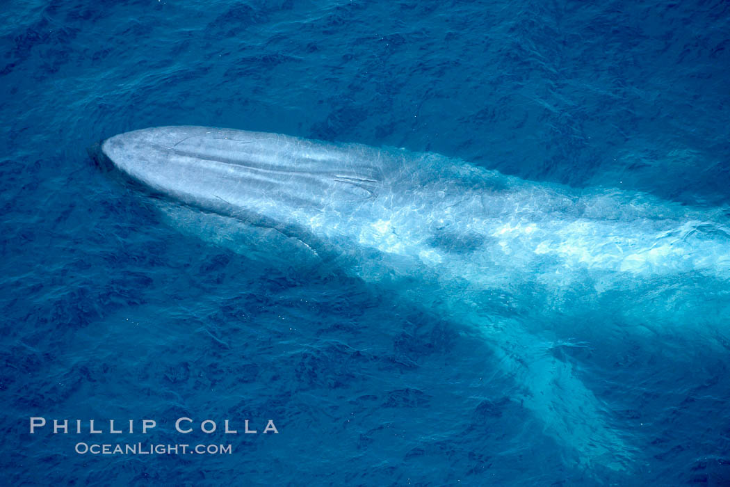 Blue Whales Swimming