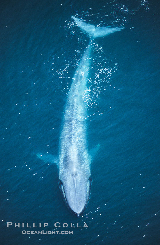 A huge blue whale swims through the open ocean in this aerial photograph.  The blue whale is the largest animal ever to live on Earth., Balaenoptera musculus, natural history stock photograph, photo id 02169