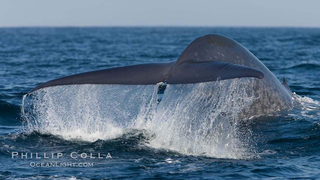Whale San Diego