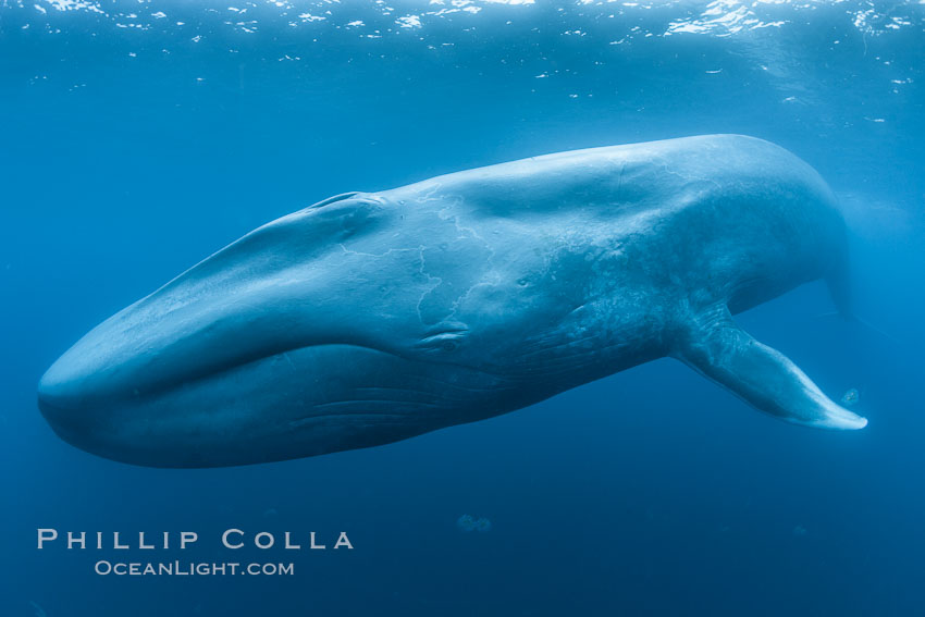 blue whales underwater
