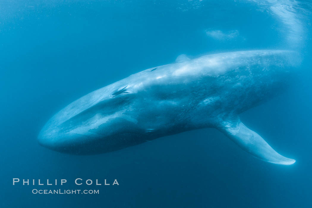 Blue whale underwater closeup photo.  This incredible picture of a blue whale, the largest animal ever to inhabit earth, shows it swimming through the open ocean, a rare underwater view. California, USA, Balaenoptera musculus, natural history stock photograph, photo id 27324