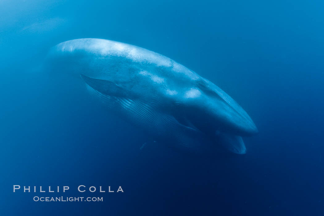 Blue whale feeding on krill underwater closeup photo.  A picture of a blue whale with its throat pleats inflated with a mouthful of krill. California, USA, Balaenoptera musculus, natural history stock photograph, photo id 27309