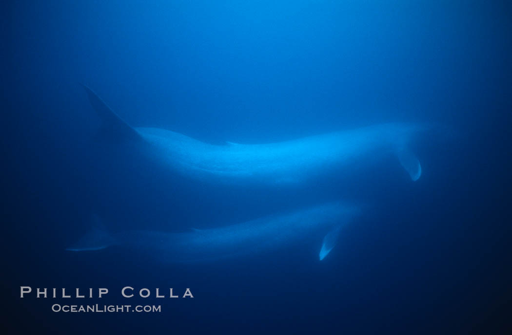 Blue whale, adult and juvenile (likely mother and calf), swimming together side by side underwater in the open ocean., Balaenoptera musculus, natural history stock photograph, photo id 01964