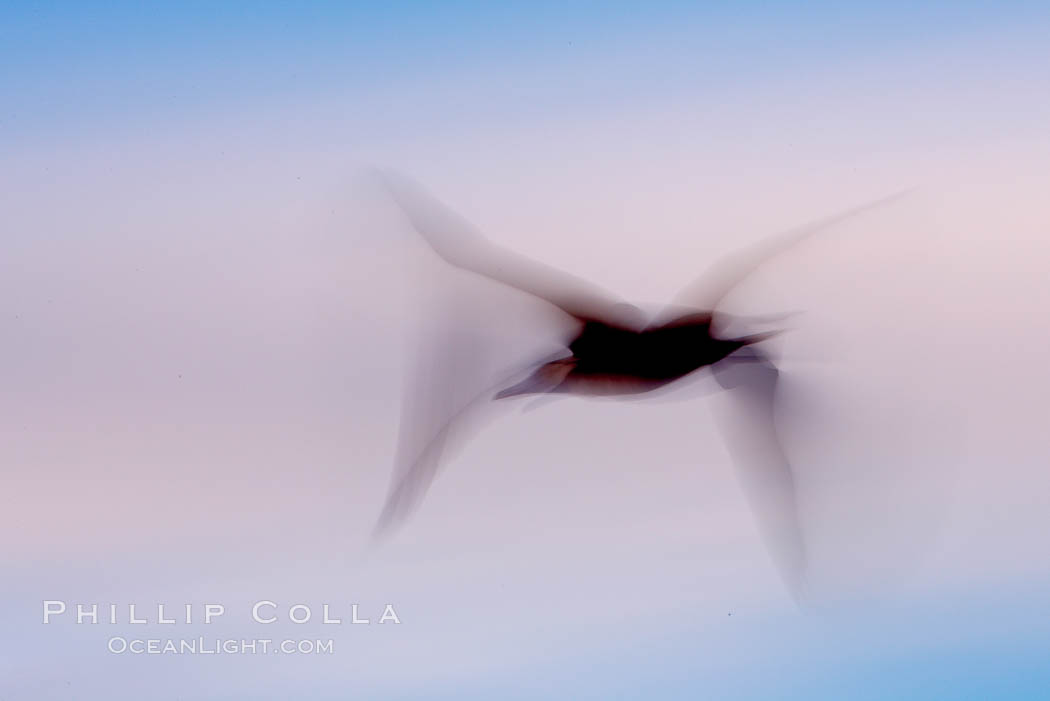 Booby in flight, motion blur, Darwin Island, Galapagos Islands, Ecuador