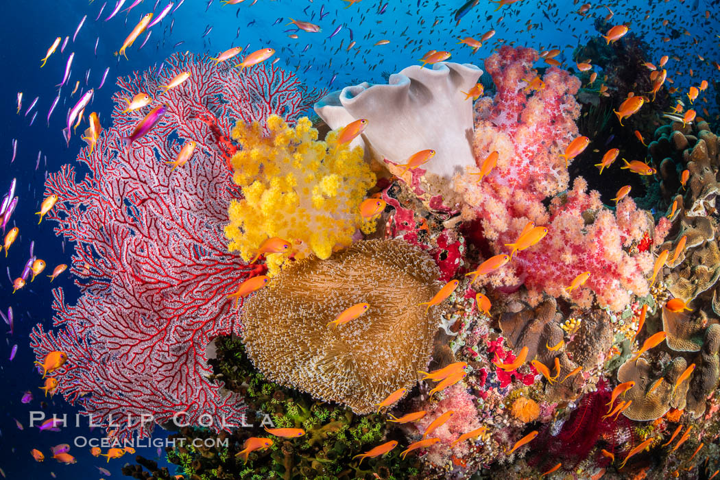 Brilliantlly colorful coral reef, with swarms of anthias fishes and soft corals, Fiji. Bligh Waters, Dendronephthya, Pseudanthias, natural history stock photograph, photo id 34708