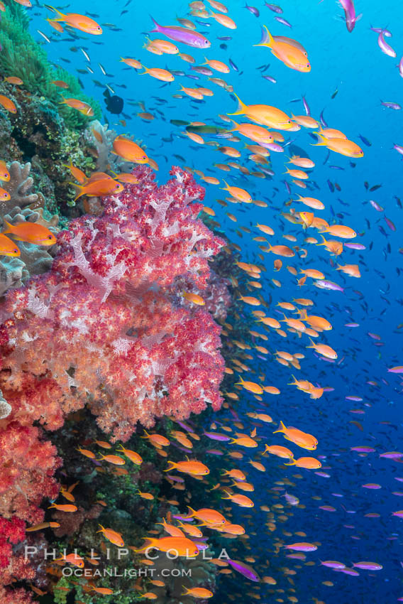 Brilliantlly colorful coral reef, with swarms of anthias fishes and soft corals, Fiji. Bligh Waters, Dendronephthya, Pseudanthias, natural history stock photograph, photo id 34795