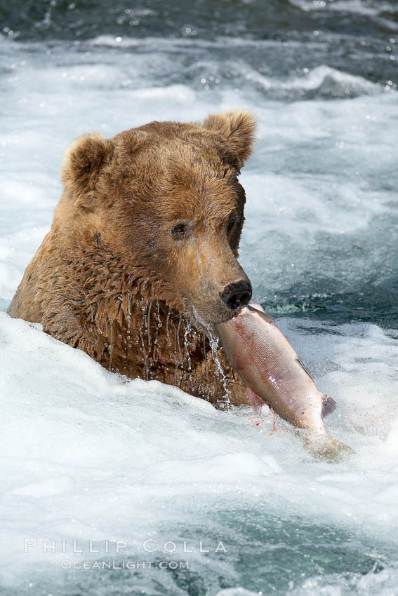 A Brown Bear Eats A Salmon It Has Caught In The Brooks River Ursus