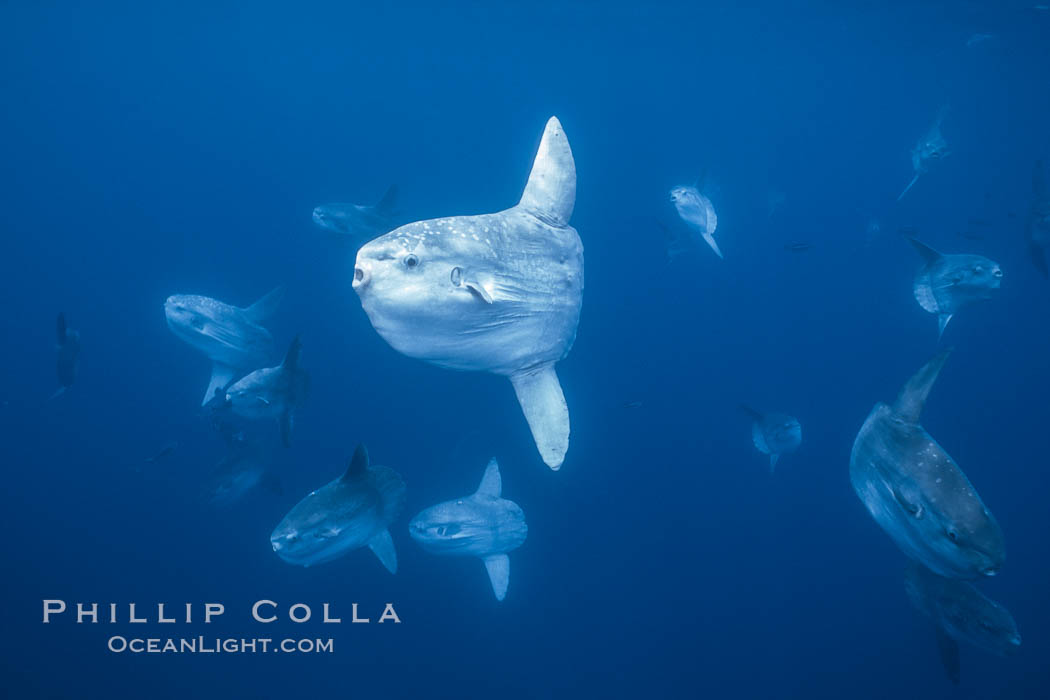 Ocean sunfish schooling near drift kelp, soliciting cleaner fishes, open ocean, Baja California., Mola mola, natural history stock photograph, photo id 06307