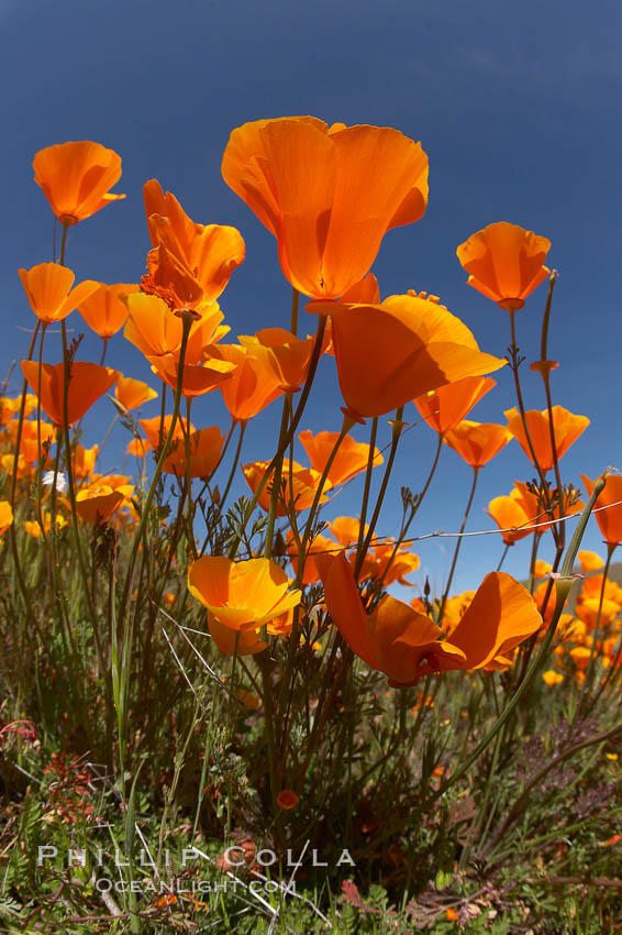 Eschscholzia californica (California Poppy)