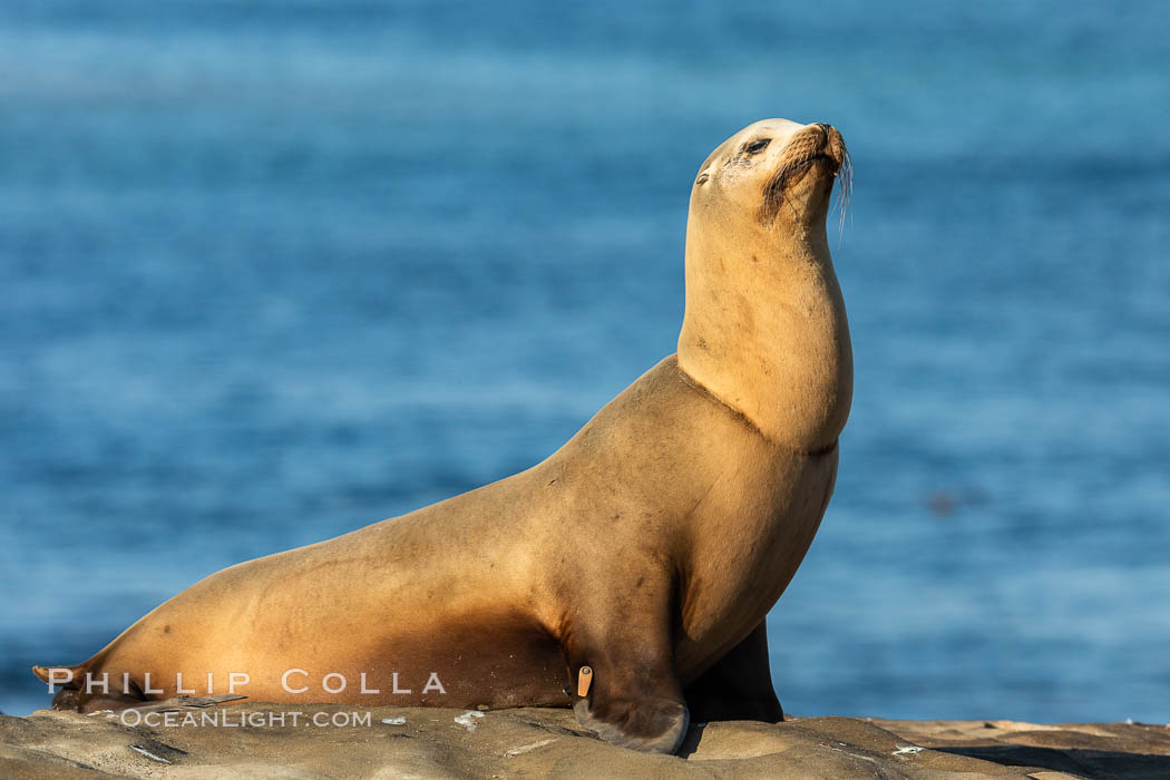 California sea lion wounded from entanglement in fishing line, La Jolla. USA, Zalophus californianus, natural history stock photograph, photo id 35156
