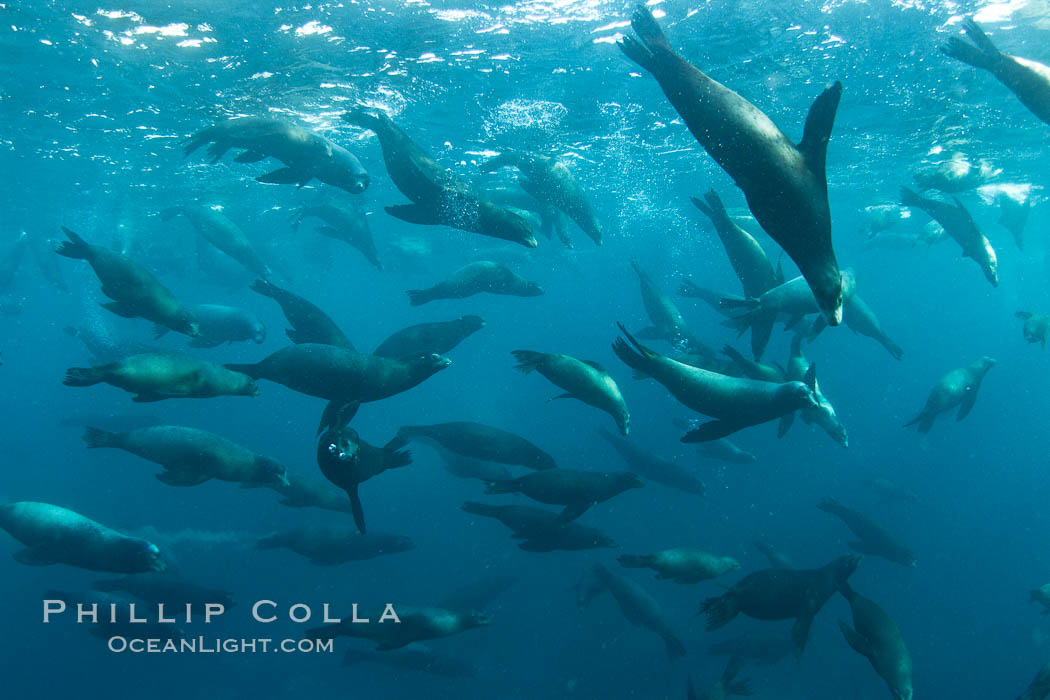 Large group of bachelor adult male California sea lions, underwater view, at Isla Las Animas near La Paz, Sea of Cortez, Baja California. Mexico, Zalophus californianus, natural history stock photograph, photo id 27460