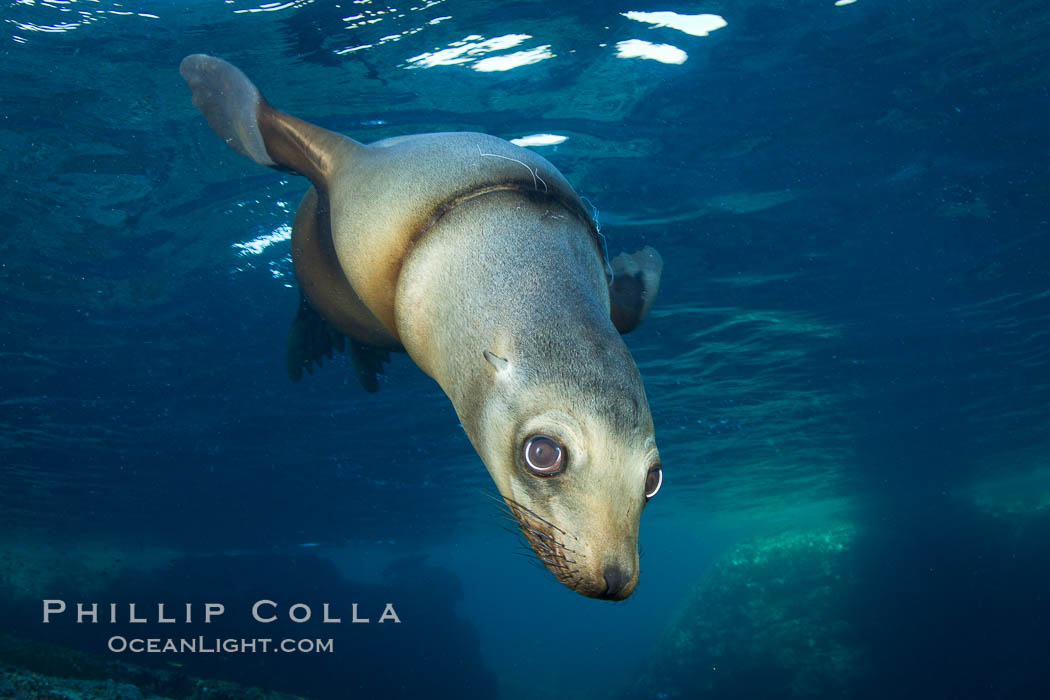 California sea lion injured by fishing line, at Los Islotes in the Southern Sea of Cortez. Baja California, Mexico, Zalophus californianus, natural history stock photograph, photo id 27419