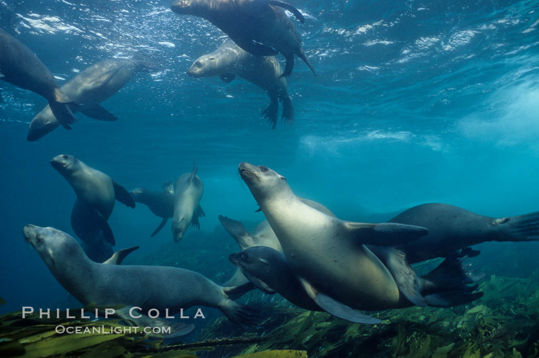California sea lions swim and socialize over a kelp-covered rocky reef, underwater at San Clemente Island in California's southern Channel Islands. USA, Zalophus californianus, natural history stock photograph, photo id 02158