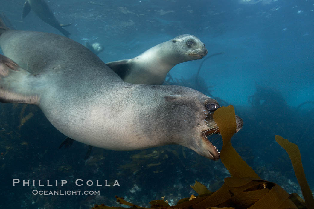 A California sea lion plays with a piece of kelp, underwater at Santa Barbara Island.  Santa Barbara Island, 38 miles off the coast of southern California, is part of the Channel Islands National Marine Sanctuary and Channel Islands National Park.  It is home to a large population of sea lions. USA, Zalophus californianus, natural history stock photograph, photo id 23427