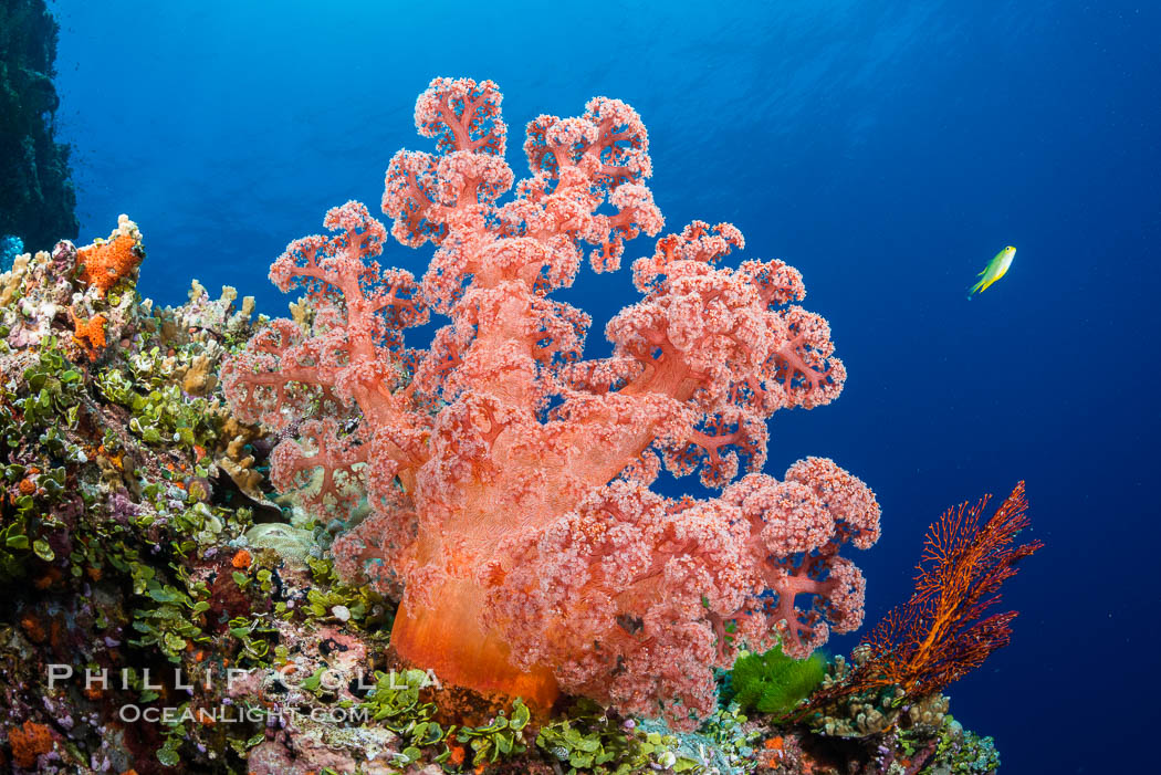 Spectacularly colorful dendronephthya soft corals on South Pacific reef, reaching out into strong ocean currents to capture passing planktonic food, Fiji. Vatu I Ra Passage, Bligh Waters, Viti Levu  Island, Dendronephthya, natural history stock photograph, photo id 31366