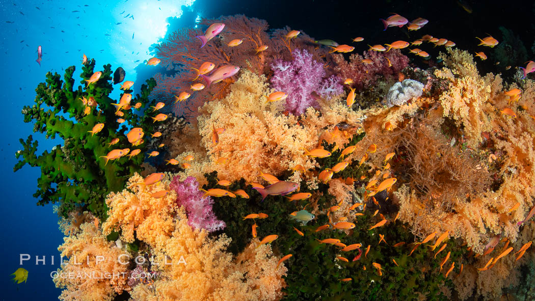 Colorful and exotic coral reef in Fiji, with soft corals, hard corals, anthias fishes, anemones, and sea fan gorgonians., Dendronephthya, Pseudanthias, natural history stock photograph, photo id 34802