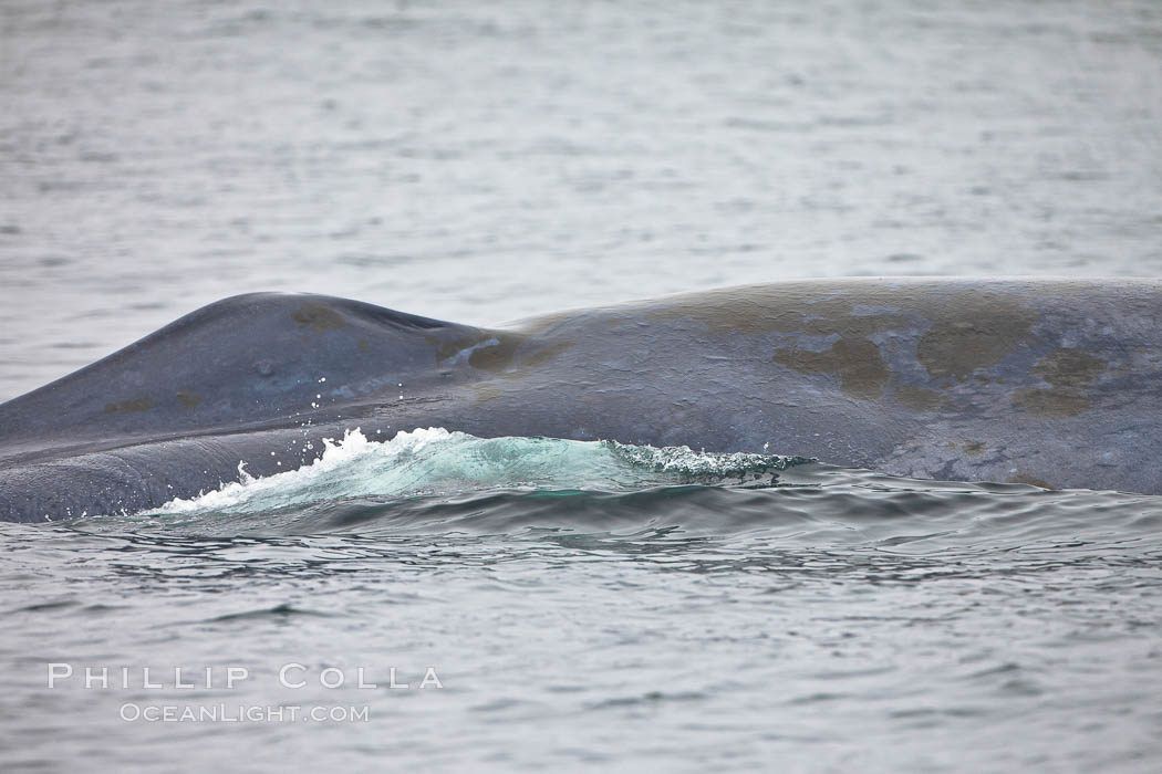 Thin Whale