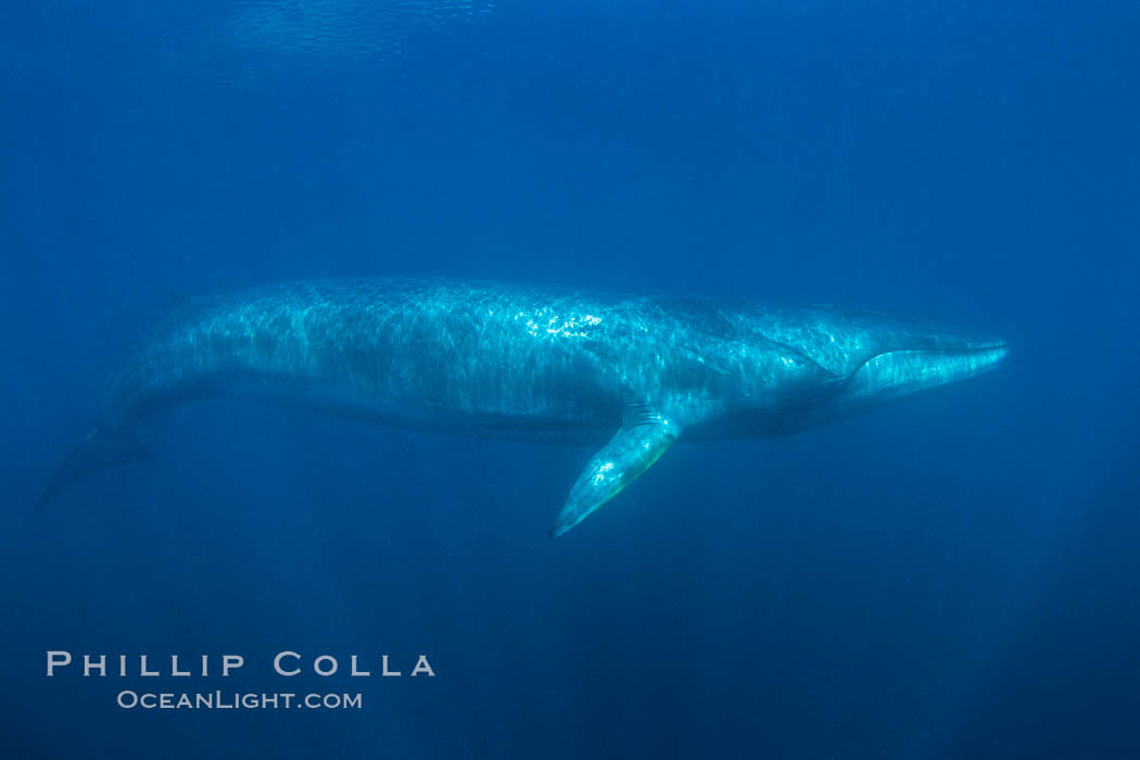 Fin whale underwater. The fin whale is the second longest and sixth most massive animal ever, reaching lengths of 88 feet., Balaenoptera physalus, natural history stock photograph, photo id 27594