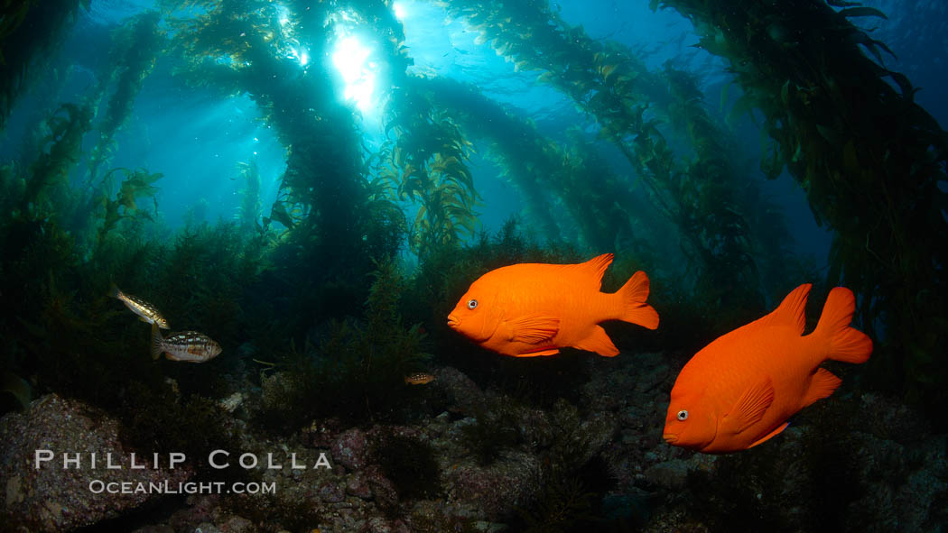 Garibaldi swims in the kelp forest, sunlight filters through towering giant kelp plants rising from the ocean bottom to the surface, underwater. Catalina Island, California, USA, Hypsypops rubicundus, natural history stock photograph, photo id 23419