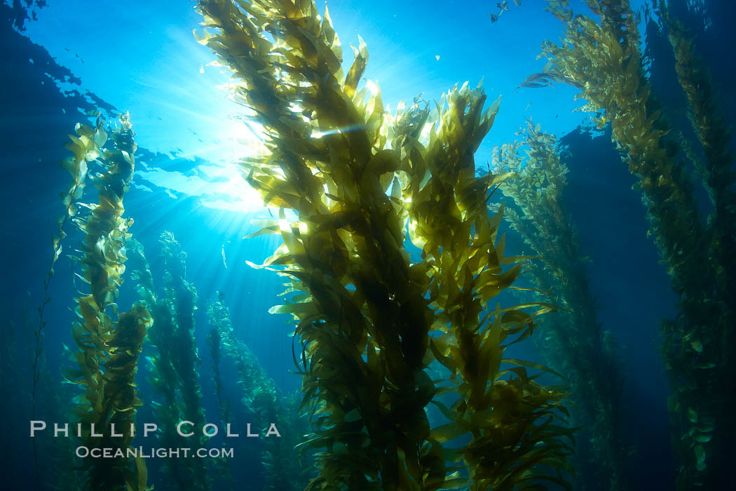 Kelp Plant