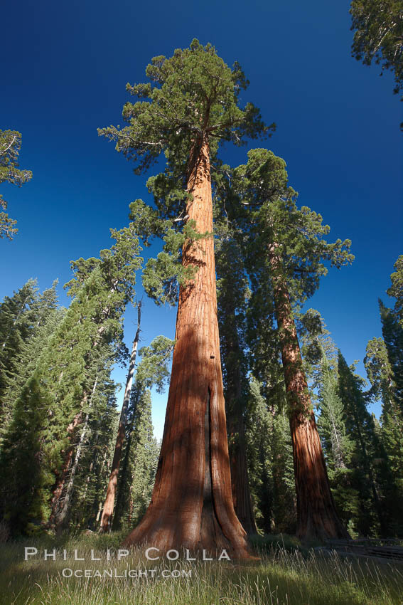 Giant Sequoia Tree Photo – Natural History Photography Blog