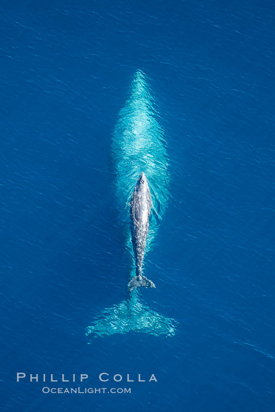 Aerial photo of gray whale calf and mother. This baby gray whale was born during the southern migration, far to the north of the Mexican lagoons of Baja California where most gray whale births take place. San Clemente, USA, Eschrichtius robustus, natural history stock photograph, photo id 29001
