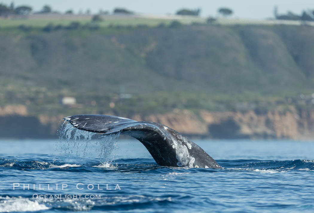 Gray whale raising fluke before diving, on southern migration to calving lagoons in Baja. San Diego, California, USA, Eschrichtius robustus, natural history stock photograph, photo id 30464
