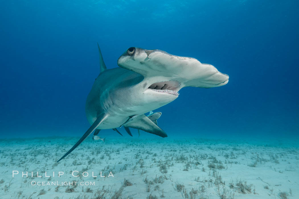 Great hammerhead shark. Bimini, Bahamas, Sphyrna mokarran, natural history stock photograph, photo id 31966