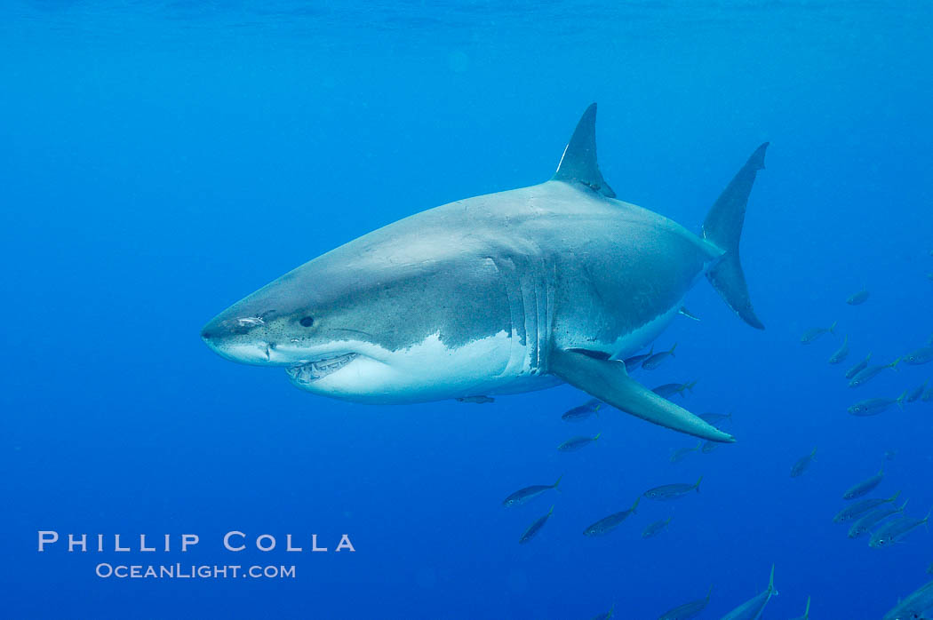 A great white shark underwater.  A large great white shark cruises the clear oceanic waters of Guadalupe Island (Isla Guadalupe). Baja California, Mexico, Carcharodon carcharias, natural history stock photograph, photo id 10114