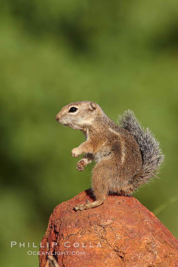 Harris' antelope squirrel, Ammospermophilus harrisii, Amado, Arizona