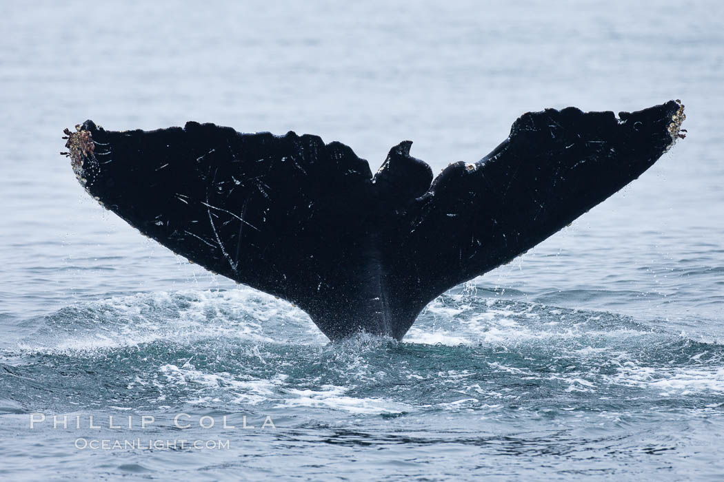 Scarring of this humpback whale's fluke allow researchers to identify this particular whale from season to season. Santa Rosa Island, California, USA, Megaptera novaeangliae, natural history stock photograph, photo id 27027