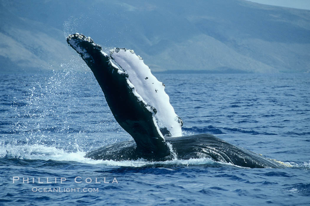 Humpback whale swimming inverted with both pectoral fin raised clear of the water. Maui, Hawaii, USA, Megaptera novaeangliae, natural history stock photograph, photo id 04116
