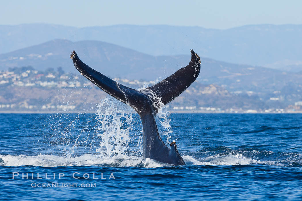 A humpback whale raises it fluke out of the water, the coast of Del Mar and La Jolla is visible in the distance. California, USA, Megaptera novaeangliae, natural history stock photograph, photo id 27130