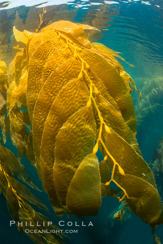 The Kelp Forest offshore of La Jolla, California. A kelp forest. Giant kelp grows rapidly, up to 2' per day, from the rocky reef on the ocean bottom to which it is anchored, toward the ocean surface where it spreads to form a thick canopy. Myriad species of fishes, mammals and invertebrates form a rich community in the kelp forest. Lush forests of kelp are found throughout California's Southern Channel Islands. USA, Macrocystis pyrifera, natural history stock photograph, photo id 30989