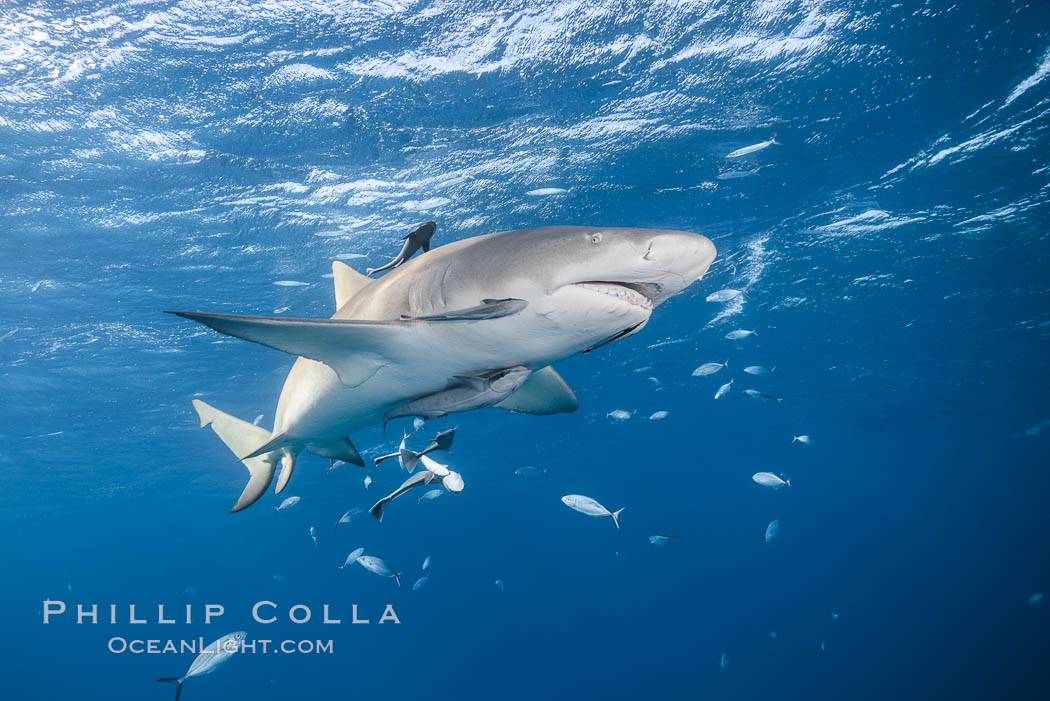 Lemon shark. Bahamas, Negaprion brevirostris, natural history stock photograph, photo id 32014