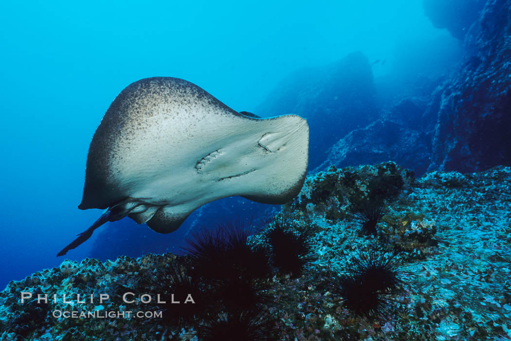 Marbled ray. Cocos Island, Costa Rica, Taeniura meyeni, natural history stock photograph, photo id 03448
