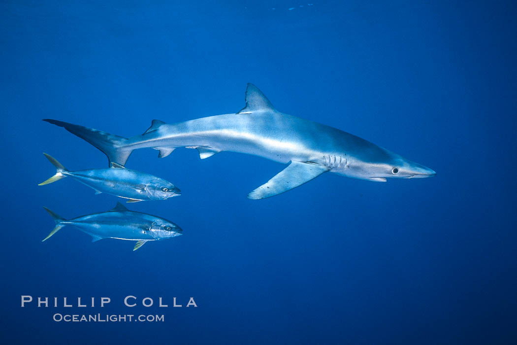 Blue shark and yellowtail in the open ocean. San Diego, California, USA, Prionace glauca, Seriola lalandi, natural history stock photograph, photo id 01000