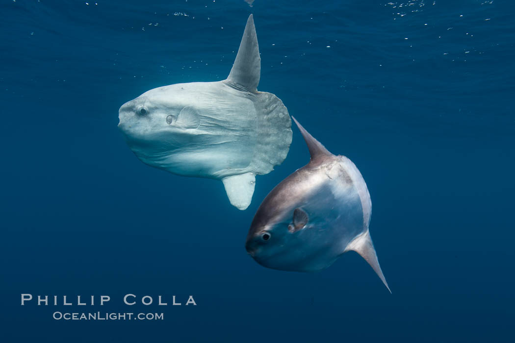Ocean sunfish, juvenile and adult showing distinct differences in appearance, open ocean. San Diego, California, USA, Mola mola, natural history stock photograph, photo id 26046