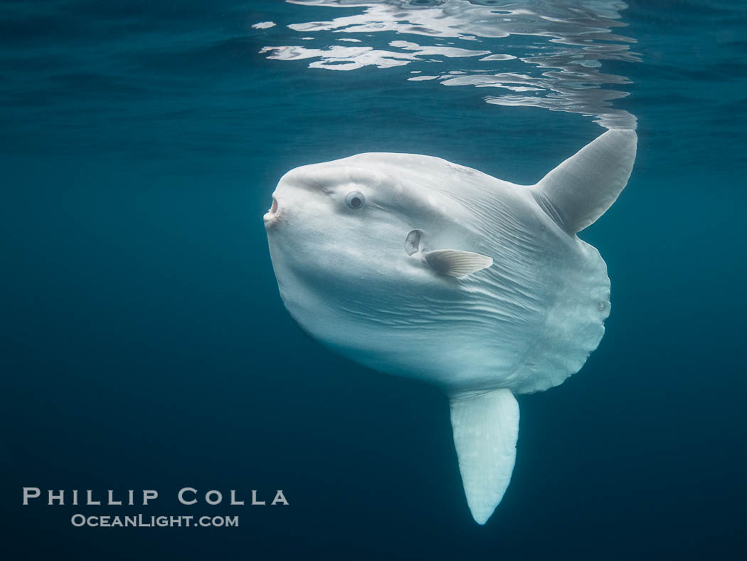 Ocean Sunfish swimming at the ocean surface in the Open Ocean. San Diego, California, USA, Mola mola, natural history stock photograph, photo id 39406