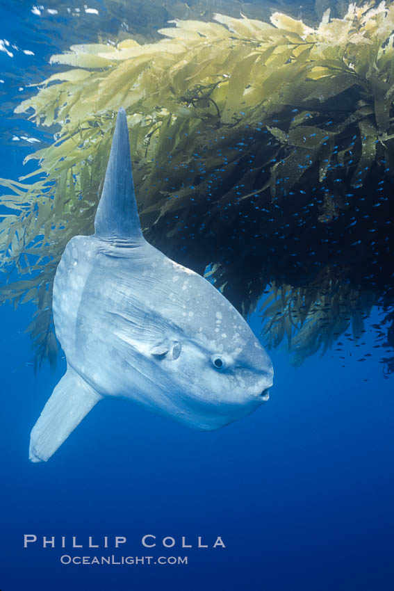 Ocean Sunfish - Mola mola - Carnivora
