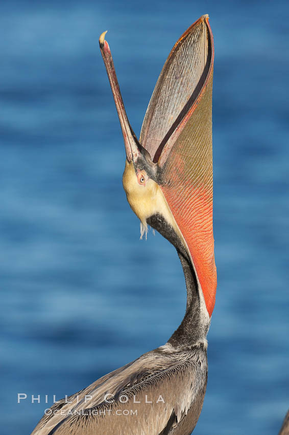 pelican-head-throw-pelecanus-occidentalis-californicus-photo-18044-794494.jpg