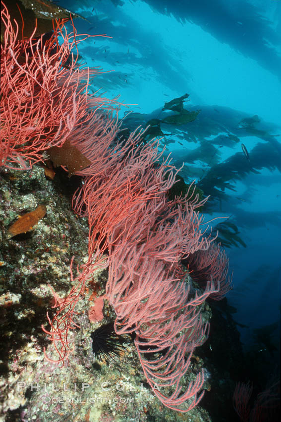 Red gorgonian on rocky reef below kelp forest. San Clemente Island, California, USA, Leptogorgia chilensis, Lophogorgia chilensis, Macrocystis pyrifera, natural history stock photograph, photo id 03827