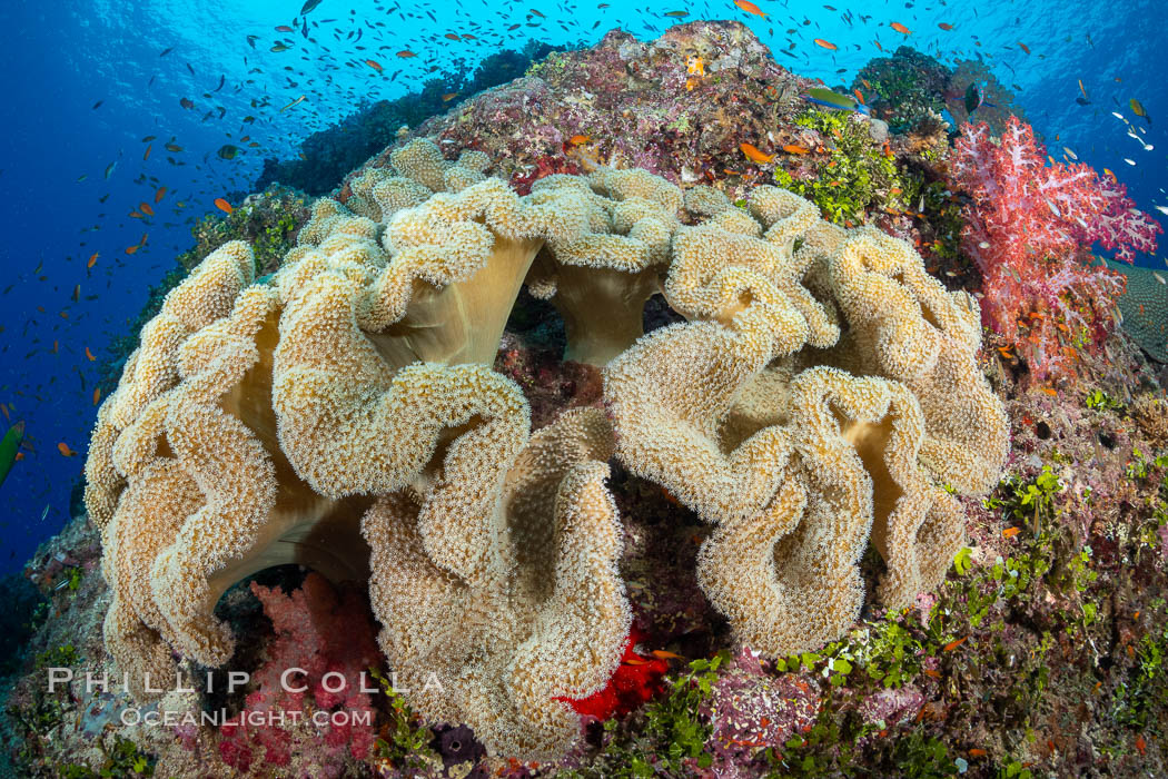 Sarcophyton leather coral on coral reef, Fiji. Gau Island, Lomaiviti Archipelago, Sarcophyton, natural history stock photograph, photo id 34724