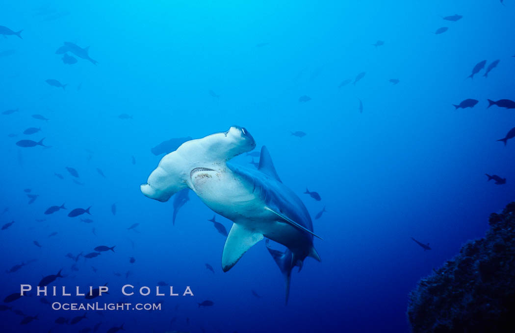Scalloped hammerhead shark swims underwater at Cocos Island.  The hammerheads eyes and other sensor organs are placed far apart on its wide head to give the shark greater ability to sense the location of prey. Costa Rica, Sphyrna lewini, natural history stock photograph, photo id 03192