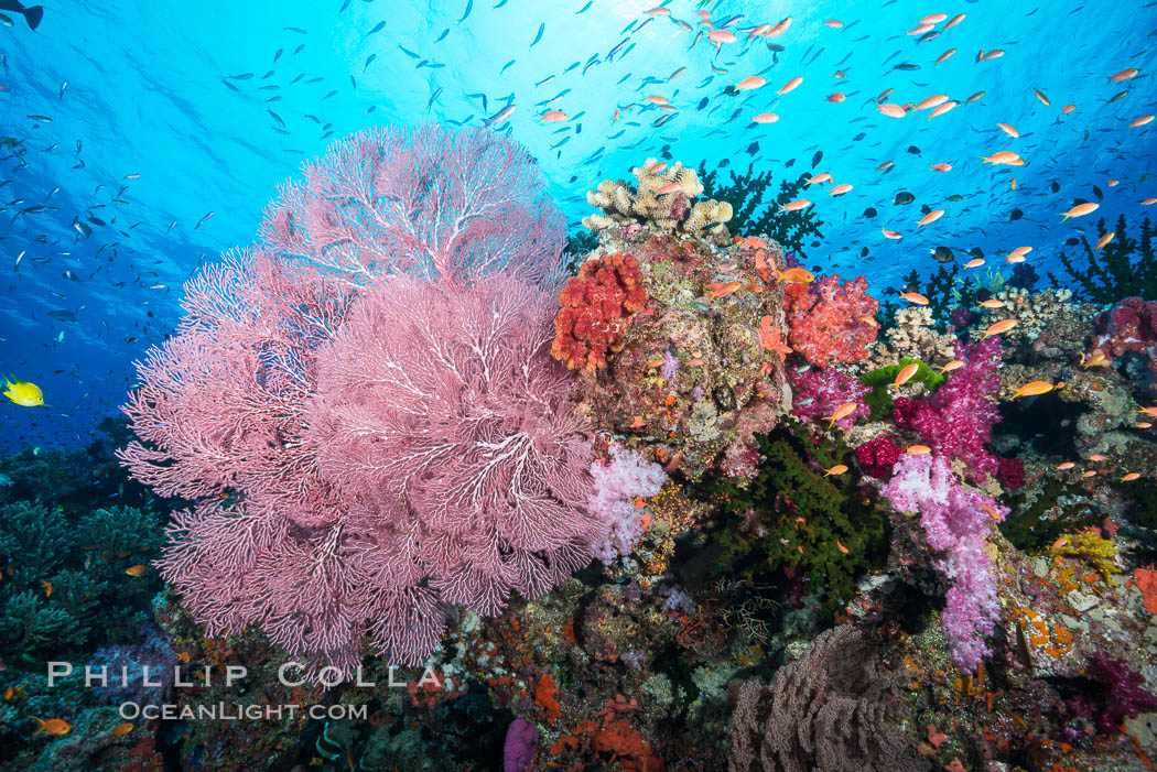 Beautiful South Pacific coral reef, with Plexauridae sea fans, schooling anthias fish and colorful dendronephthya soft corals, Fiji. Namena Marine Reserve, Namena Island, Dendronephthya, Gorgonacea, Plexauridae, Pseudanthias, natural history stock photograph, photo id 31321